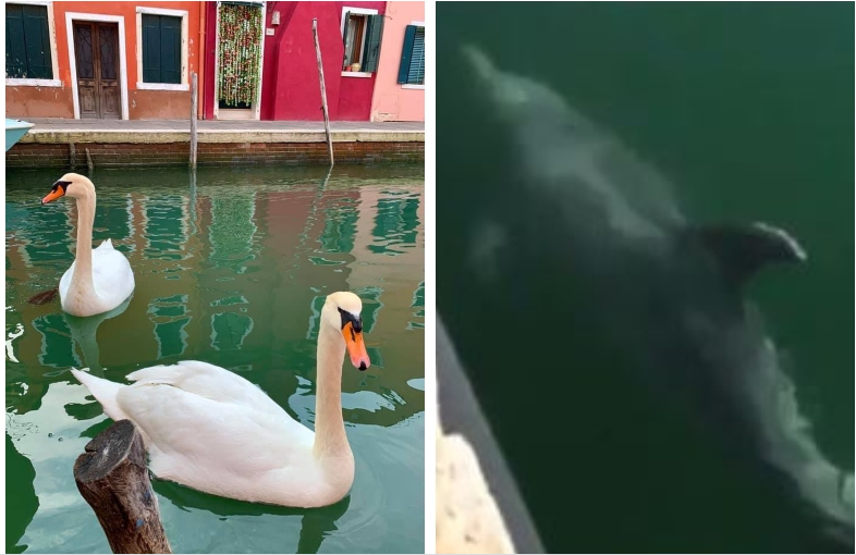 Cisnes y delfines en los canales de Venecia